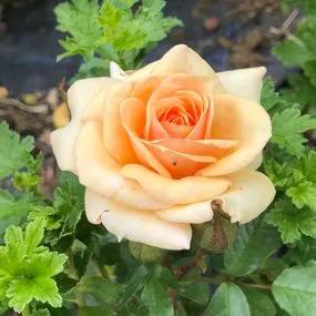 Sweet Honey Floribunda Rose (Rosa Sweet Honey) 5